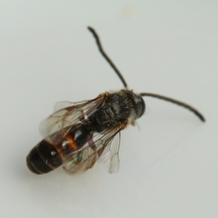 Lasioglossum