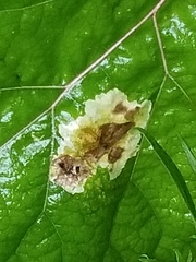 Calycomyza flavinotum