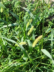 Setaria parviflora