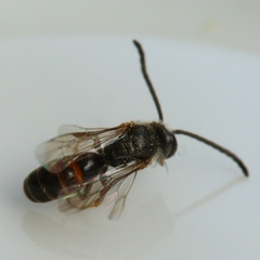 Lasioglossum