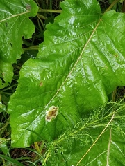 Calycomyza flavinotum