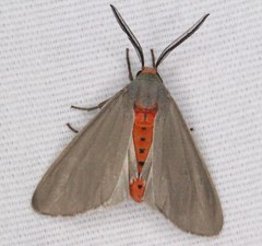 Pygarctia