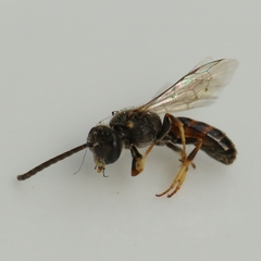 Lasioglossum