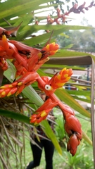 Guzmania multiflora