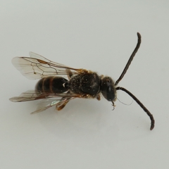 Lasioglossum