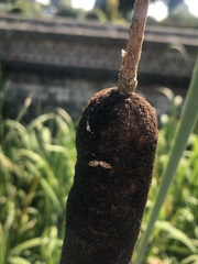 Chilacis typhae