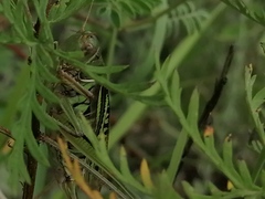 Gampsocleis sedakovii