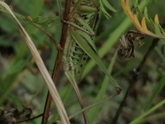 Gampsocleis sedakovii