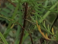 Gampsocleis sedakovii