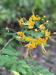 Caesalpinia pulcherrima flava