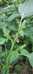 Amaranthus retroflexus