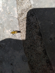 Chlorophorus glabromaculatus