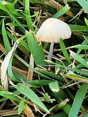 Conocybe apala