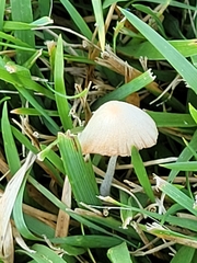 Conocybe apala