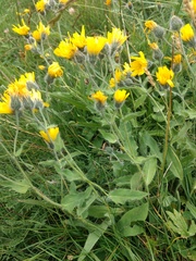 Hieracium villosum