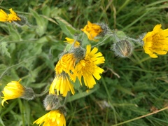 Hieracium villosum