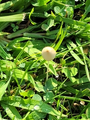 Conocybe apala