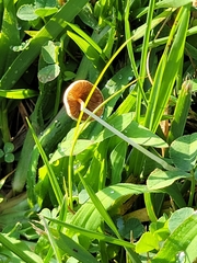 Conocybe apala