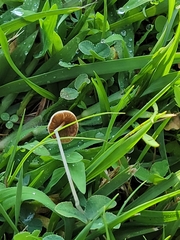 Conocybe apala