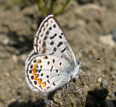 Euphilotes heracleoides