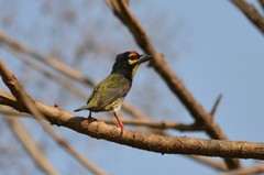 Psilopogon haemacephalus