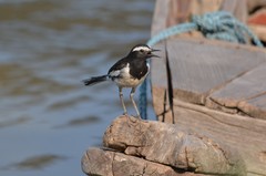 Motacilla maderaspatensis