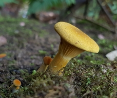 Austropaxillus