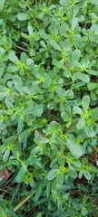 Portulaca oleracea