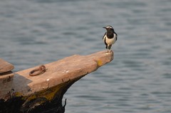 Motacilla maderaspatensis