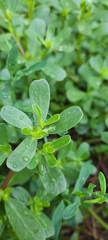 Portulaca oleracea