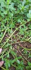 Portulaca oleracea
