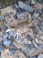 Callinectes sapidus