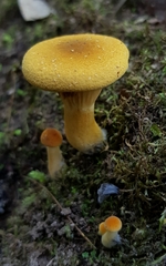 Austropaxillus