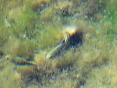 Cyprinodon nevadensis mionectes