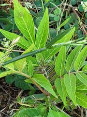 Ailanthus altissima
