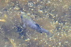 Cyprinodon nevadensis mionectes