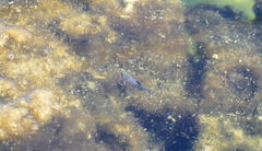 Cyprinodon nevadensis mionectes