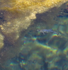 Cyprinodon nevadensis mionectes