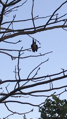 Pteropus seychellensis comorensis