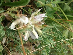 Astragalus sempervirens