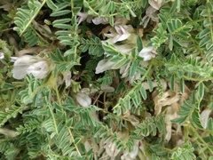 Astragalus sempervirens