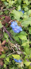 Ceratostigma