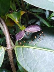 Brachystethus improvisus