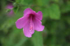 Hibiscus pedunculatus
