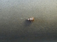 Cyrtolobus vau