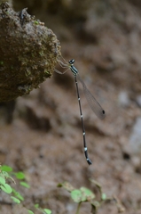 Protosticta gravelyi