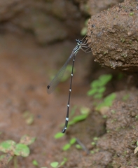 Protosticta gravelyi
