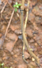 Protosticta gravelyi