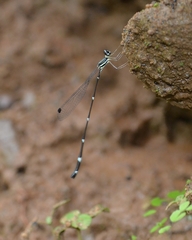Protosticta gravelyi