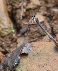 Protosticta gravelyi